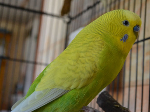 🐦 Rocky, Bella et Neige : l’histoire de trois perruches et d’un engagement pour la vie