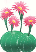 Echinopsis