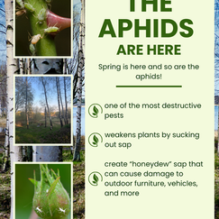 The Aphids are Here