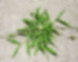 Crabgrass is characterized by wide flat leaves and narrow, long stems. It is typically different in color from the rest of the turf in your lawn.