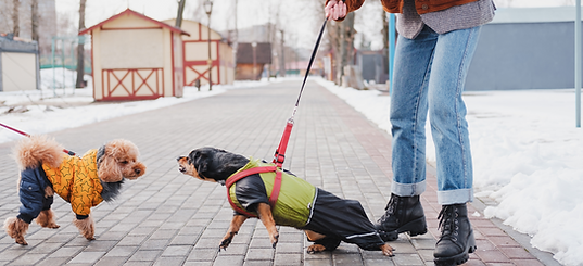 aggressive dog(1).png