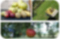 Fruittuin 2.JPG