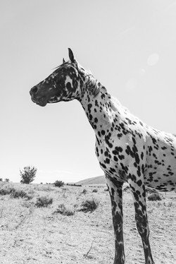 APPALOOSA