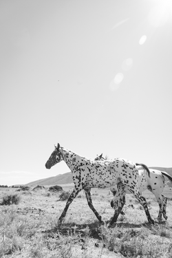 APPALOOSA