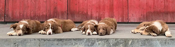border collie chocolat et tricolore