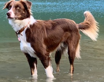 Femelle border collie chocolat tricolore élevage