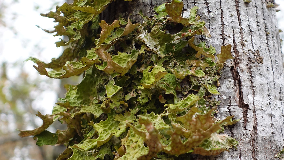Moss on tree