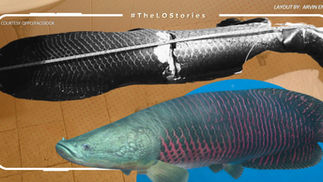 ARAPAIMA NA NAGKAKAHALAGA NG P7-M, UMANO'Y NINAKAW AT KINATAY NG 3 MANGGAGAWA, ARESTADO