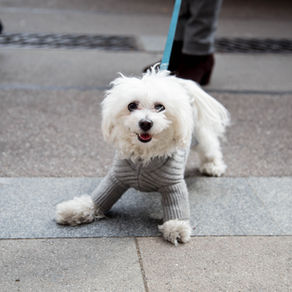 Comment accueillir un chien ou chat dans votre foyer ?