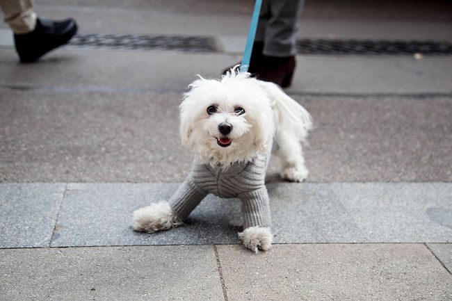 Playful Puppy