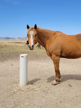 Chesnut horse on Post with Blue Sky.jpg