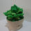 Thumbnail: Diaper Flower Pot w/ Washcloth Succulent