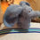 Thumbnail: Washcloth - Elephants #1 ®