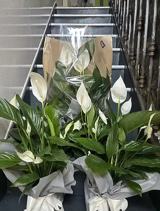 White peace lily house plant in a decorative pot on stairs