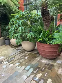 Selection of potted garden plants in terracotta and stone planters