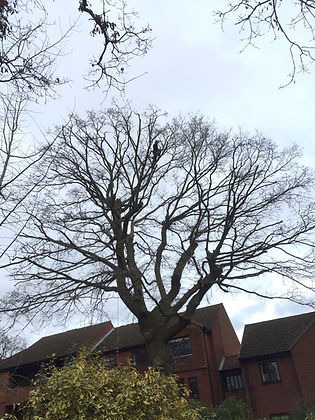 Silhouette of a large deciduous tree against a grey sky