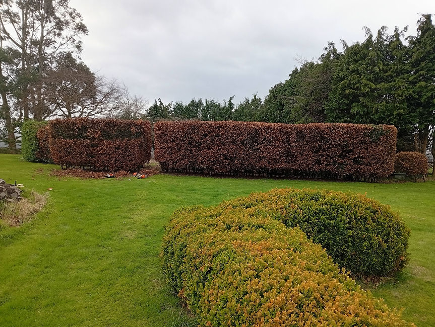 High and wide beech hedge professionally trimmed with a clean flat top in a Fife garden