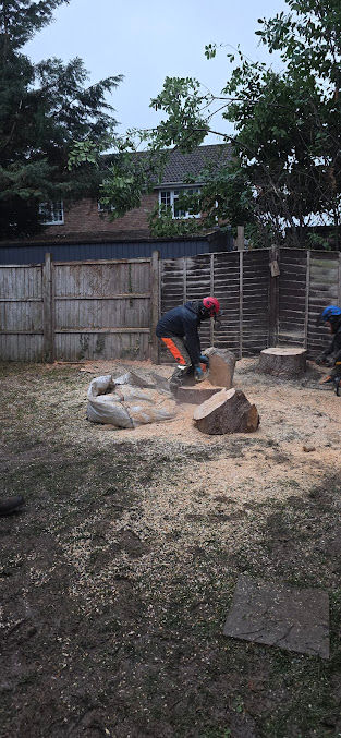Tree surgeon dismantling a tree stump in a garden near a wooden fence