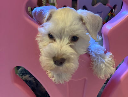 Nana Ree’s White Chocolate Pup