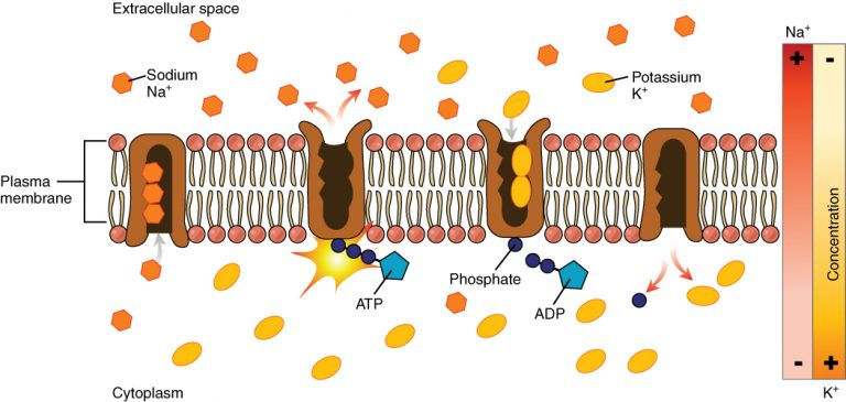 Image from: https://pressbooks-dev.oer.hawaii.edu/anatomyandphysiology2021/chapter/26-electrolytes-and-fluids/