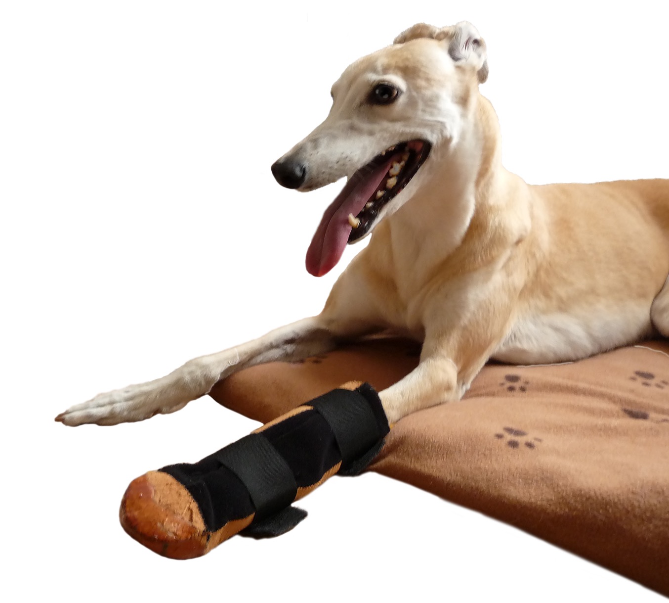 dog paw slippers