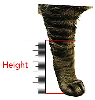 Dog Leg Height Measurement