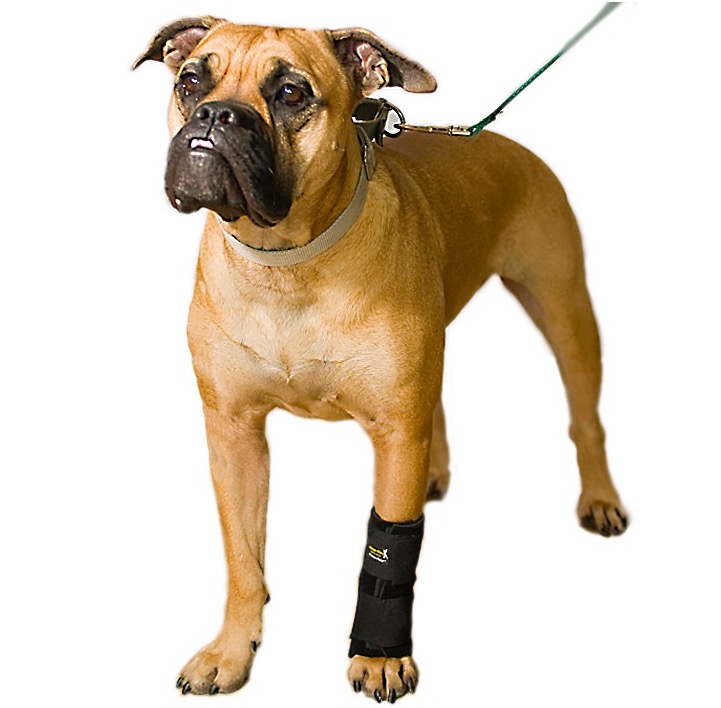 dog wrist brace
