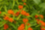 Butterfly Weed cluster