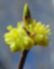 Spicebush flowers