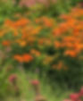 Asclepias tuberosa on the High Line