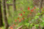 Wild Columbine in the woods.