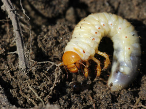 Chafer Grub