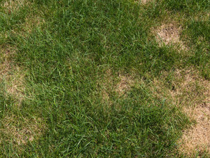 Lawn Disease