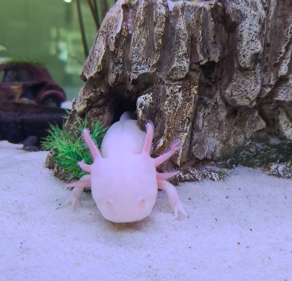 BTA Mona Vale Tutoring - White Albino Axolotl