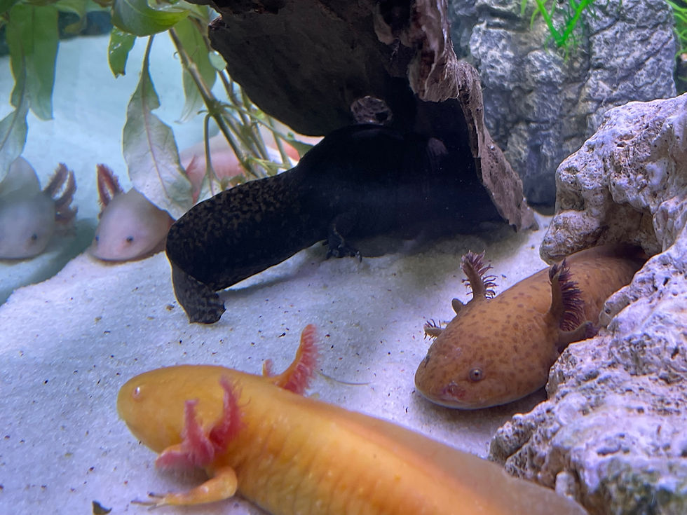 BTA Mona Vale Tutoring Academy - Axolotl Committee Meeting