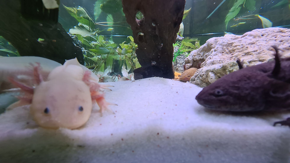 BTA Mona Vale Tutoring - MIdnight + Leucistic Axolotl 4