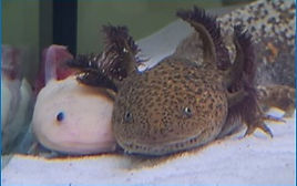 Max & Rex (BTA Axolotls)