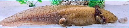 Max-olotl (BTA Axolotl)