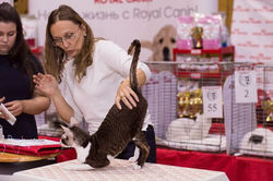 Выставка клуба "КЭТ", г.Новосибирск