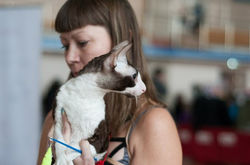 Выставка клуба "КЭТ", г.Новосибирск