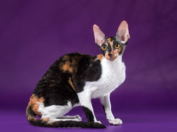 24-25 марта 2018