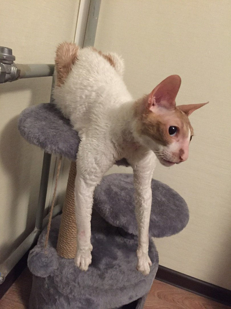 в новом доме. март 2017