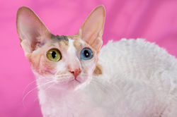 Наследник Престола Ирис (2г)