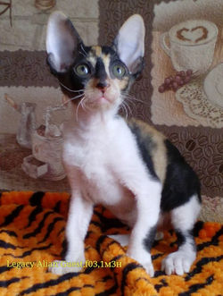 1 месяц и 3 недели