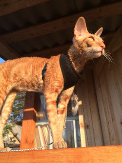 лето 2016, 1,5 года