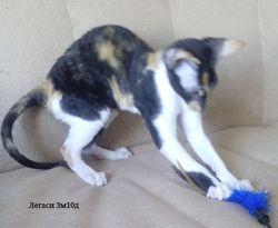 3 месяца 10 дней