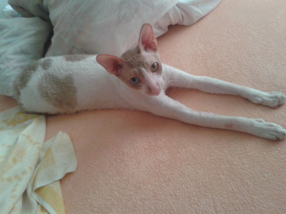 Персей (1 год)