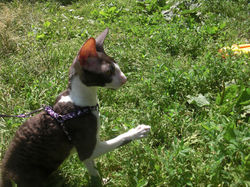 Marseilles Aster (7 мес.)