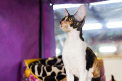 24-25 марта 2018