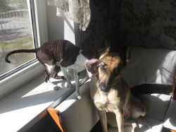 Marseilles Aster (7 мес.)